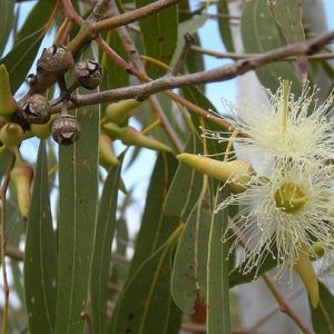 Products: Eucalyptus - 10ml House Of Oils
