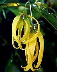 Products: Ylang Ylang - 10ml House Of Oils