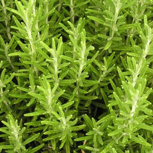 Products: Rosemary - 10ml House Of Oils