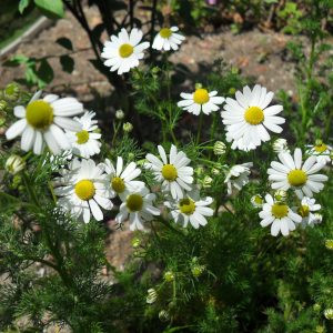 Products: Chamomile - 10ml House Of Oils