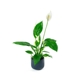 Spathiphyllum Catalina