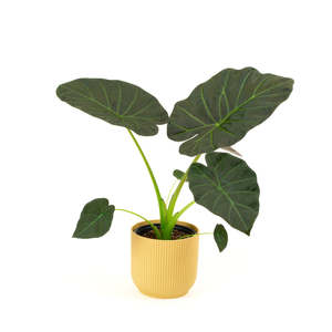 Plants: Alocasia Regal Shield