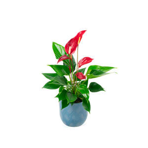 Plants: Anthurium Banderola Roja