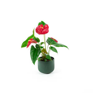 Anthurium Nevada