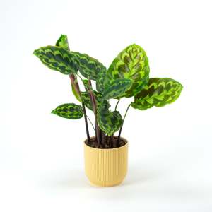 Plants: Calathea Veitchiana Malachite