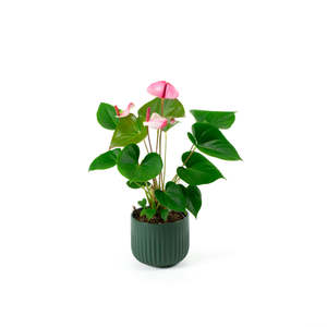 Plants: Anthurium Amalia Elegance