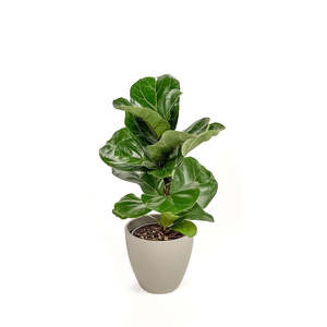 Plants: Ficus Bambino 14cm