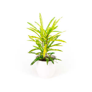 Croton Golden Star