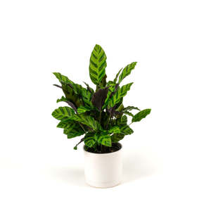 Calathea Greenstar 14cm