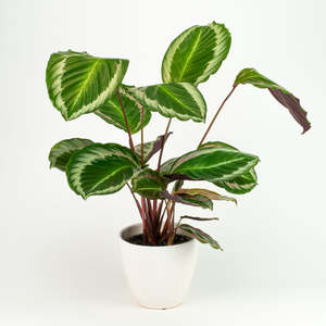 Calathea Cobra Pink