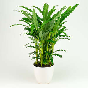 Calathea Bluegrass