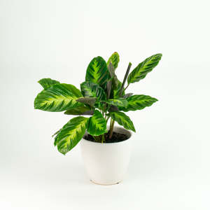 Calatheas: Calathea Misto