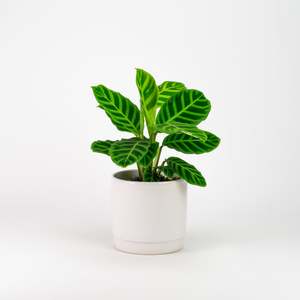 Calathea Zebrina