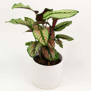 Calathea Ornata Whitestar