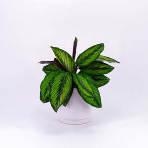 Calatheas: Calathea Beauty Star