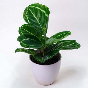 Calatheas: Calathea Green Goddess