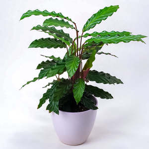 Calatheas: Calathea Rufibarba