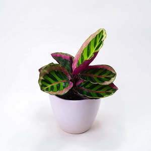 Calatheas: Calathea Angela