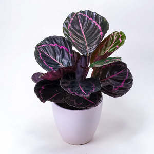Calatheas: Calathea Dottie