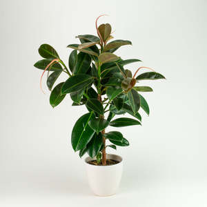 Ficus: Ficus Melanie 14cm