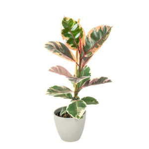 Ficus Ruby