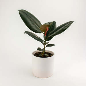 Ficus Burgundy