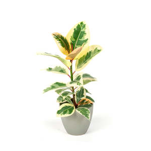 Ficus: Ficus Tineke