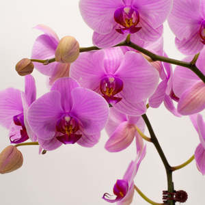 Orchids: Phalaenopsis Orchid - Hot Pink (Double)