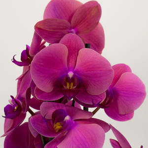 Orchids: Phalaenopsis Orchid - Fuchsia (Double)