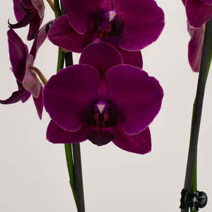 Phalaenopsis Orchid - Sangria (Double)