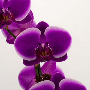 Orchids: Phalaenopsis Orchid - Violet (Double)