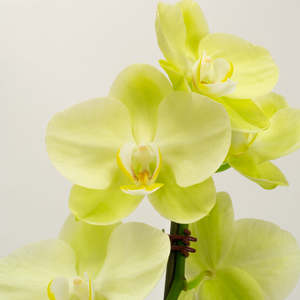 Orchids: Phalaenopsis Orchid - Mellow Yellow (Double)
