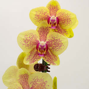 Orchids: Phalaenopsis Orchid - Sunrise