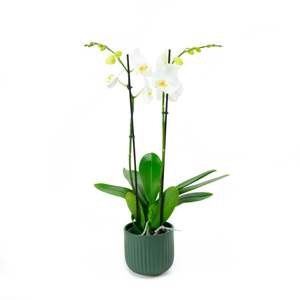 Orchids: Phalaenopsis Orchid - Double White