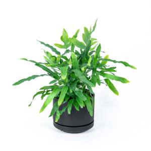 Ferns: Bluestar Fern 17cm