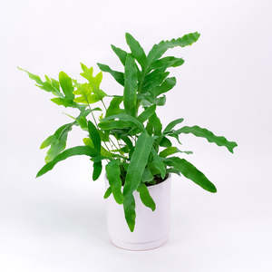 Ferns: Blue Star Fern 12cm