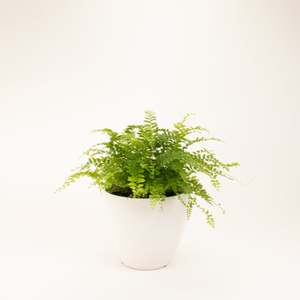 Ferns: Mini Boston Fern
