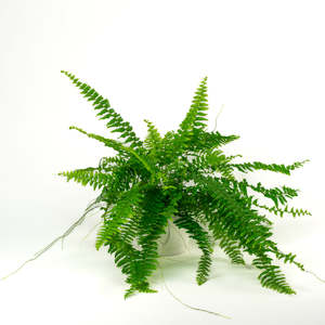 Boston Fern