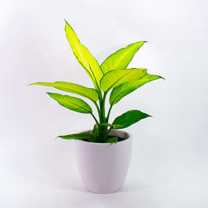 Dieffenbachia: Dieffenbachia Fiji