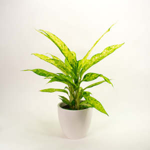 Dieffenbachia: Dieffenbachia Star Bright