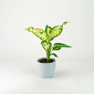 Dieffenbachia: Dieffenbachia Compacta