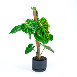 Philodendron: Philodendron Verrucosum