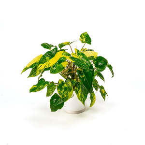 Philodendron: Philodendron Burle Marx Albo (Compact Form)