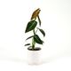 Philodendron Melanochrysum 12cm