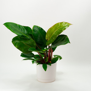 Philodendron Rojo Congo