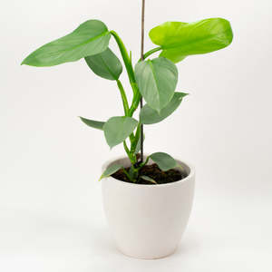 Philodendron Silver Sword