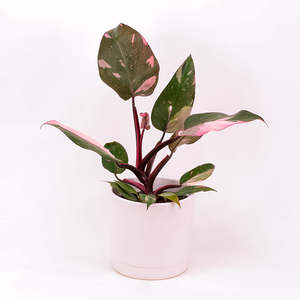 Philodendron Pink Princess