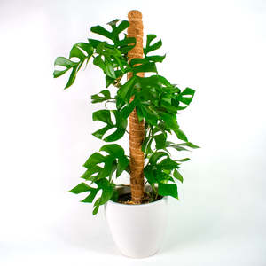 Philodendron: Philodendron Minima