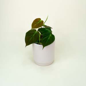 Philodendron: Philodendron Micans