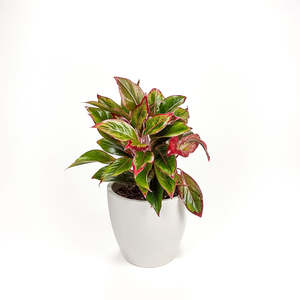 Aglaonema: Aglaonema Red Gold 17cm